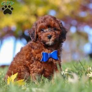 Green Bean, Miniature Poodle Puppy